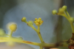 Beilschmiedia tawa