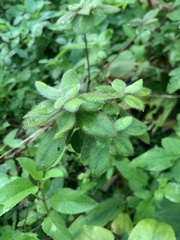 Rhododendron oldhamii