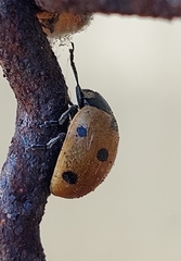 Coccinella septempunctata