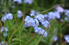 Myosotis alpestris