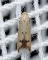 Tachystola hemisema