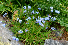 Myosotis alpestris