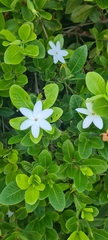 Gardenia scabrella