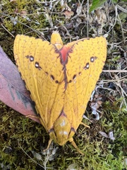 Aenetus eximia