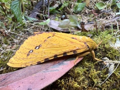 Aenetus eximia