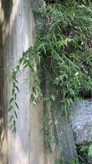 Rubus swinhoei