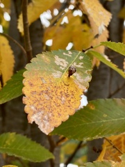 Paracolopha morrisoni