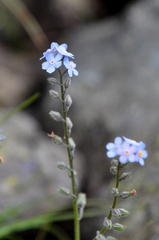 Myosotis alpestris