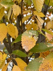 Paracolopha morrisoni