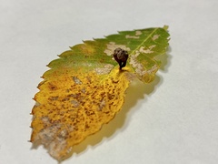 Paracolopha morrisoni