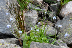 Myosotis alpestris
