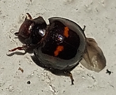 Chilocorus bipustulatus