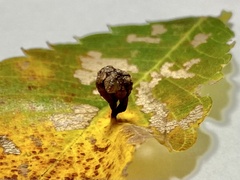 Paracolopha morrisoni