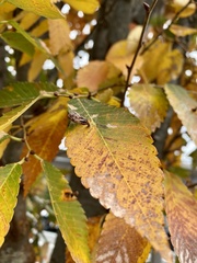 Paracolopha morrisoni