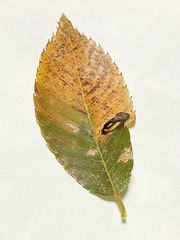 Paracolopha morrisoni