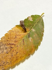 Paracolopha morrisoni