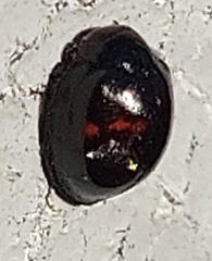 Chilocorus bipustulatus