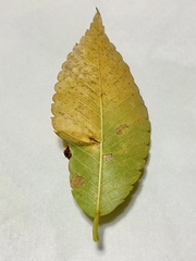 Paracolopha morrisoni