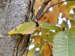 Paracolopha morrisoni
