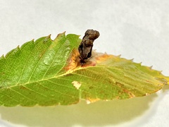 Paracolopha morrisoni