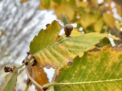 Paracolopha morrisoni
