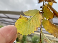 Paracolopha morrisoni