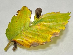 Paracolopha morrisoni