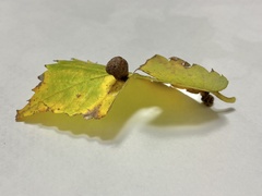 Paracolopha morrisoni