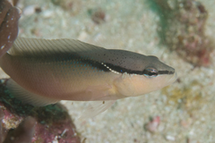Pseudochromis perspicillatus