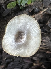 Lepiota atrodisca