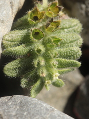 Myosotis brevis