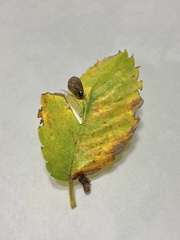 Paracolopha morrisoni