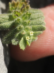 Myosotis brevis
