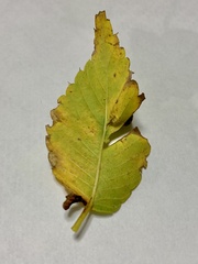 Paracolopha morrisoni