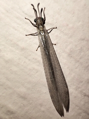 Myrmeleon immaculatus