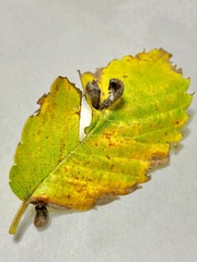 Paracolopha morrisoni