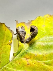 Paracolopha morrisoni