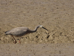 Egretta novaehollandiae novaehollandiae