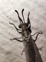 Myrmeleon immaculatus