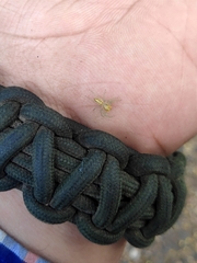 Epocilla