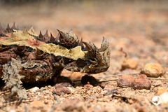 Moloch horridus