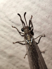 Myrmeleon immaculatus