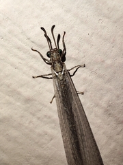 Myrmeleon immaculatus