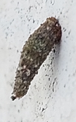 Luffia ferchaultella