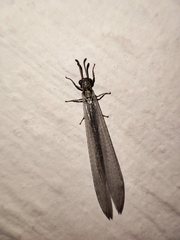 Myrmeleon immaculatus