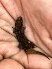 Pachydactylus punctatus