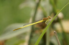 Ceriagrion