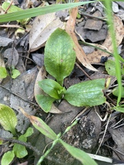 Pterostylis