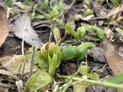 Pterostylis