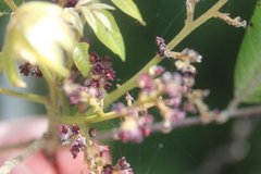 Alectryon excelsus excelsus